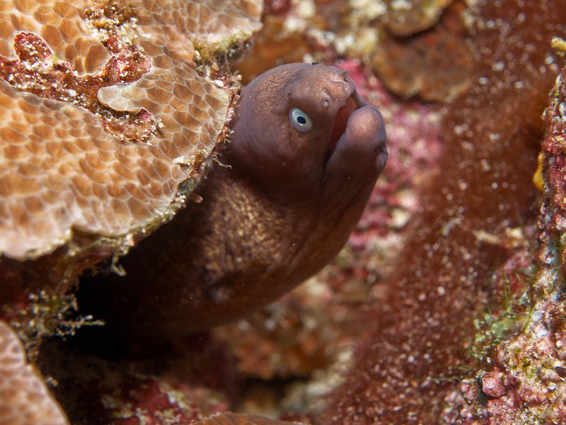 White Eyed Moray Eel, Seulako Cave